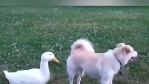 Funniest Animals 2024 Funniest cat and Dogs #funny 😂😂
