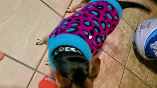 Minpin dog Chichi doesn't let go of her toy