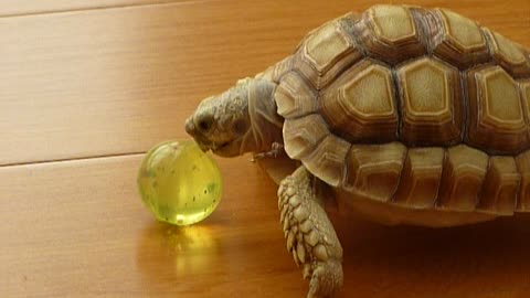 Excited pet turtle shows off ball handling skills