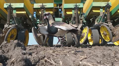 Farmer Lifts Tractor To Save A Bird And Her Nest