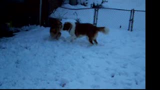 Golden Retriever & St Bernard Playing in the snow.