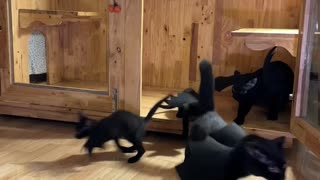 Bat Cats Fly Away From Enclosure