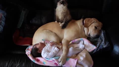 Puppy, kitten and baby preciously cuddle together