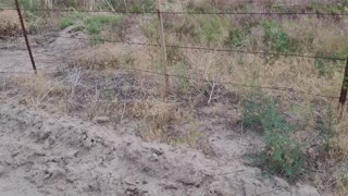 bull snake - dayton, nevada