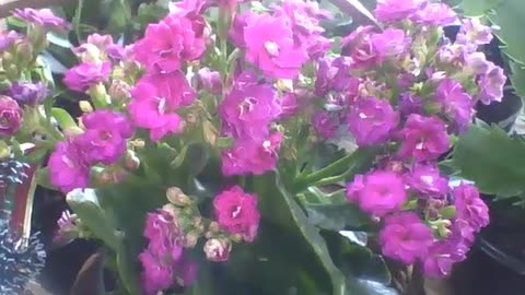 Small pink and purple flowers in the flower shop, what a beauty! [Nature & Animals]