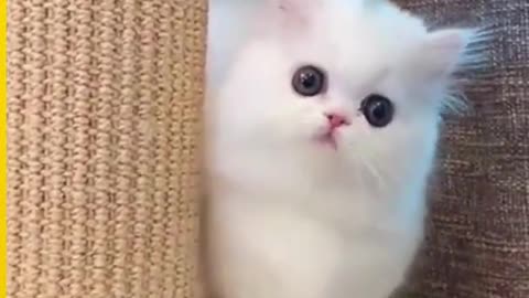 Cat | Cat Fun | Cat Cute