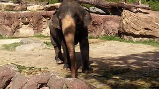 Elephants chilling