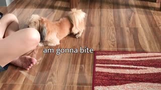 Dog encounters moving toy dog for the first time