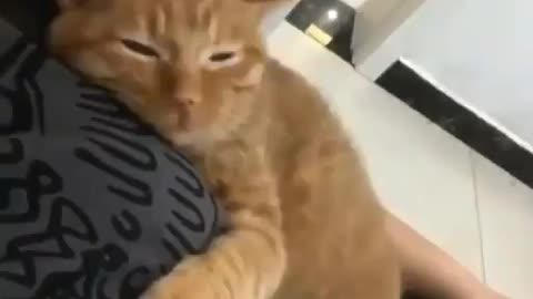 Intelligent cat relaxing