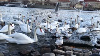 Swans from Prague