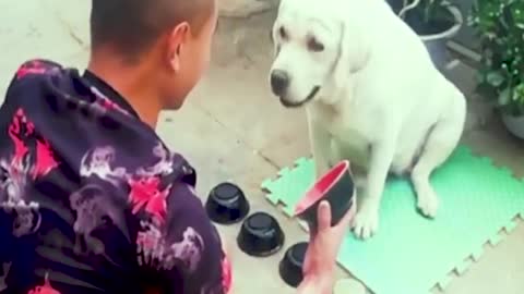Smartest labrador dog ever❤️️❤️️❤️️