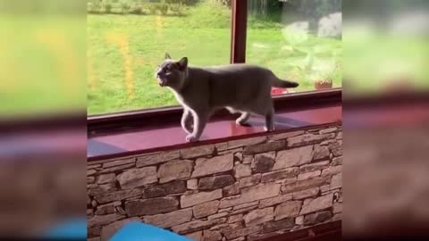 FUNNY CATS WITH OWNERS