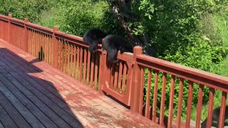 Black Bear Cubs Break Into Family Home