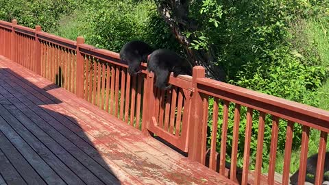 Black Bear Cubs Break Into Family Home