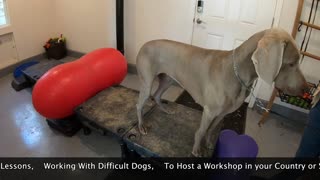 How to Defined and train your (dog202)