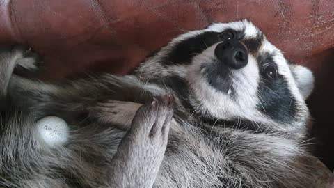 Raccoon bites the golf ball, wondering what it tastes like.