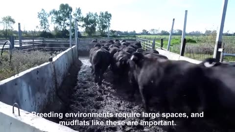 Millions $$ Water Buffalo Farming - Buffalo Milk Harvest technology - Excellent Buffalo Milk Product
