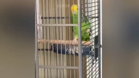 Funny Parrots compilation