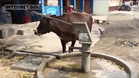 Genius Animals Caught On Camera