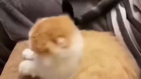 Cat fighting