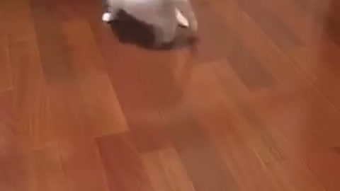 White cat spins around to chase tail