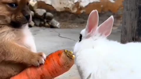 Beautiful moment where dog feeds rabbit 💕