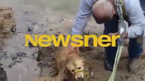 A man spots a helpless dog in a murky river