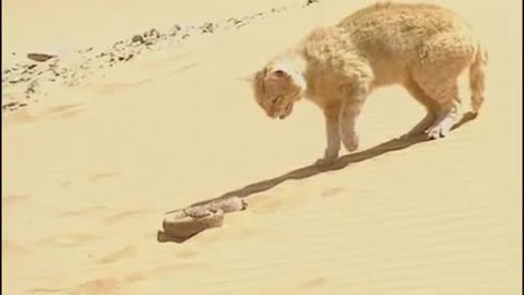 Cute cate cat vs Snake