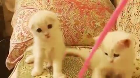 #funny #funnyvideo #cat