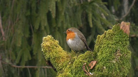 Robin in Early Morning (HD)