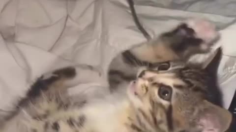 Cute cat video 💖✨