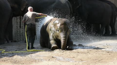 Elephant calf at bath time