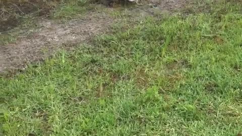 Alligator Steals Fish From Woman