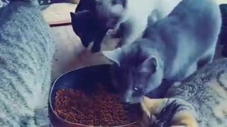 What the cats do when wet food can opens