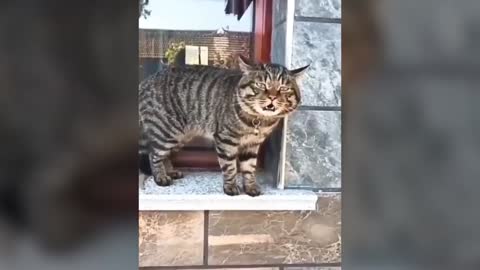 Halarious cat video