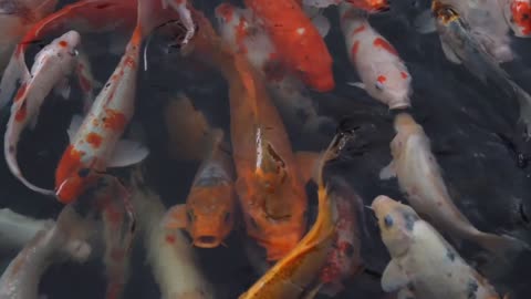 Many fish move freely, how beautiful they are