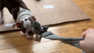 Lily the Boston: Tug-of-War