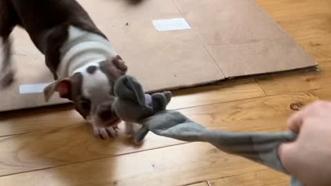 Lily the Boston: Tug-of-War