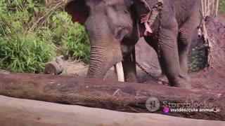 Elephant Chronicles: The Family Life of African Elephants