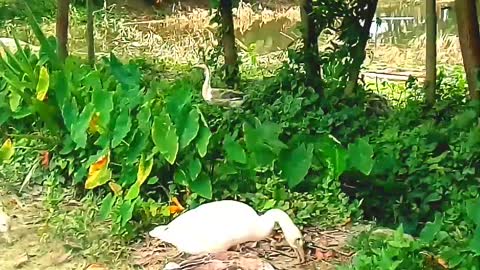 King ducks are eating grass | রাজা হাঁস গুলো ঘাস খাচ্ছে |