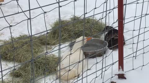 Ducks come outside during arctic blast!