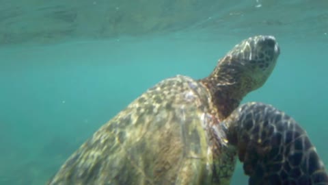 Close-Up Slow Motion, Sea Turtle Underwater in Ocean