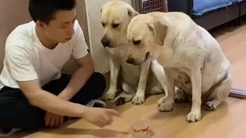 You will get STOMACH ACHE FROM LAUGHING SO HARD🐶Funny Dog Videos #Short​ 12