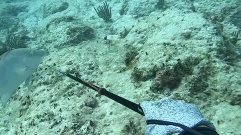 Spearfishing Giant Grouper with Hand Spear