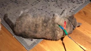 Cat hates going for walk