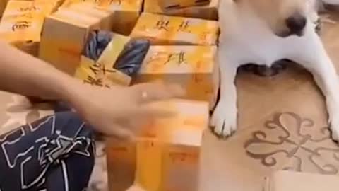 smart dog helps packing