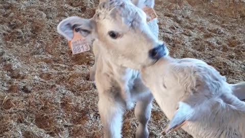A strange move by a calf after eating milk
