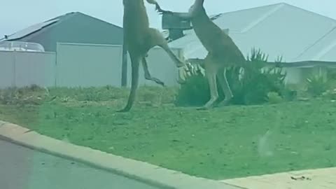 Fierce Front Yard Kangaroo Battle