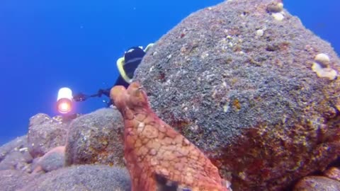 Octopus plays hide and seek with the photographer