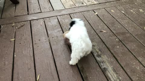 Puppy goes crazy for a coconut